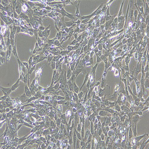 hTERT-HPNE 人胰腺導管細胞