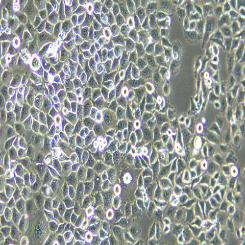 QSG-7701 人正常肝細(xì)胞