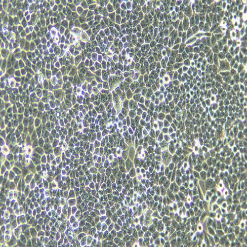 L02人正常肝細胞