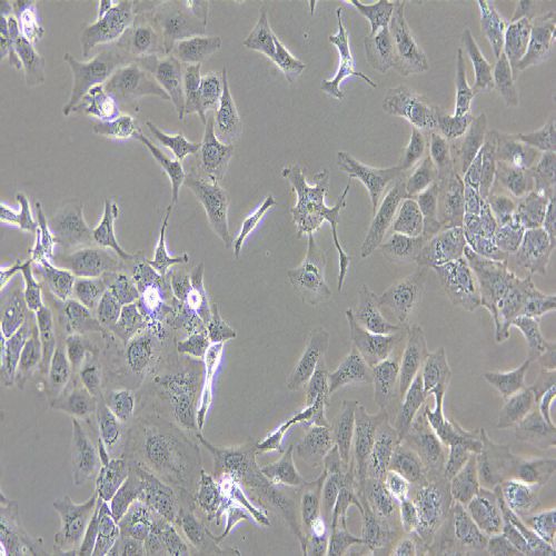 SK-OV-3 人卵巢癌細(xì)胞