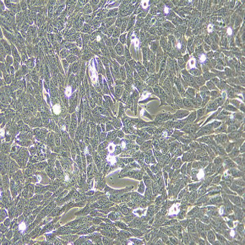PANC02 小鼠胰腺癌細(xì)胞