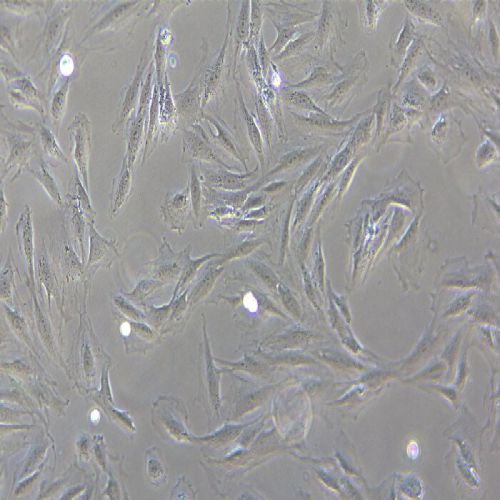 H9C2 大鼠心肌細(xì)胞