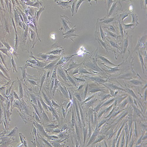 H9C2 大鼠心肌細(xì)胞