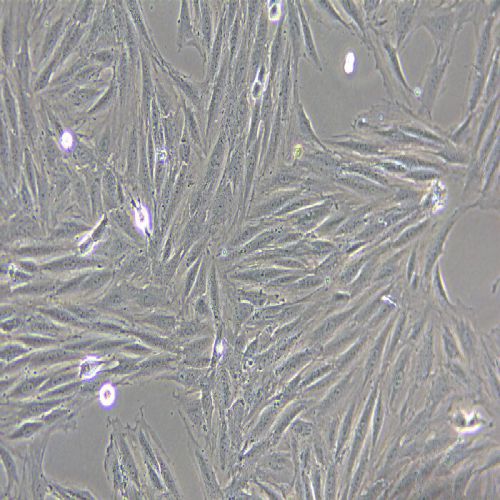 H9C2 大鼠心肌細(xì)胞