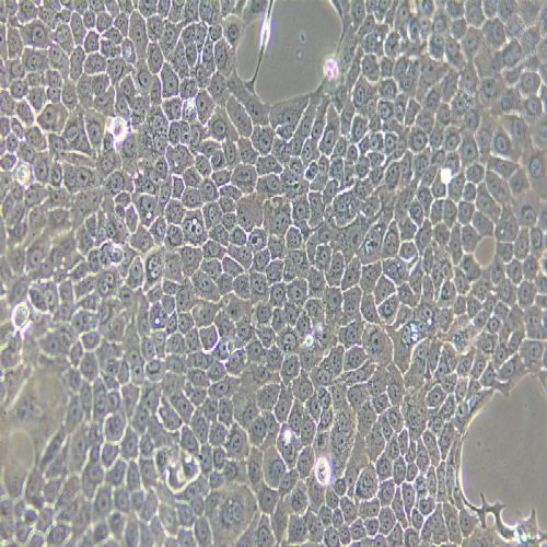 Bxpc-3 人原位胰腺腺癌細(xì)胞