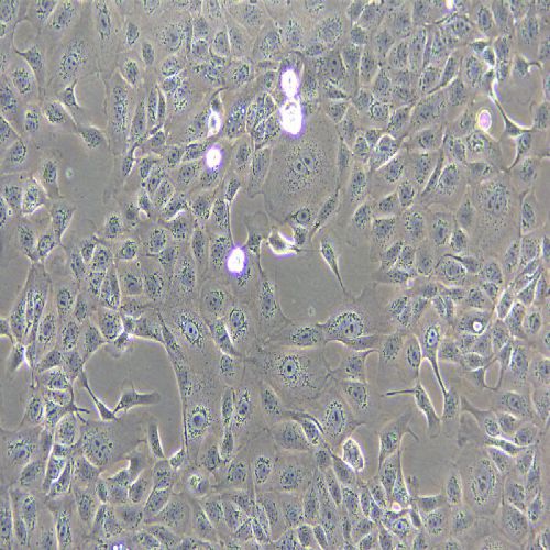 MDCK 狗腎轉化細胞