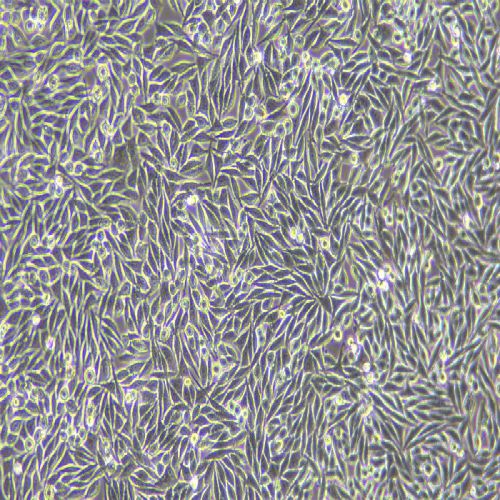 L-WRN 小鼠皮下結(jié)締組織細胞