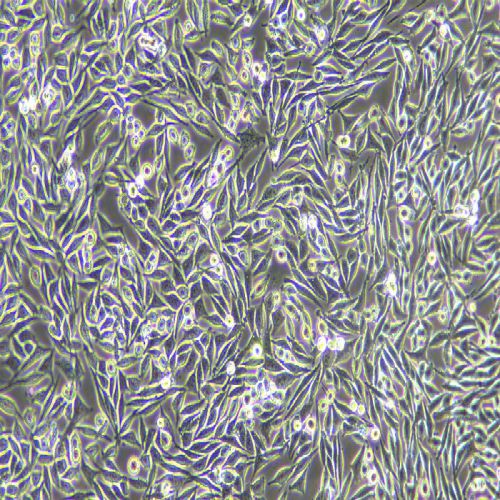 L-WRN 小鼠皮下結(jié)締組織細胞