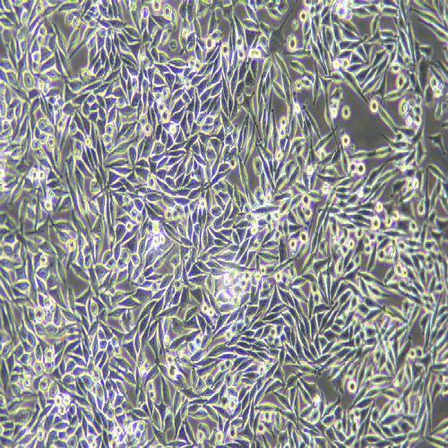L-WRN 小鼠皮下結(jié)締組織細胞