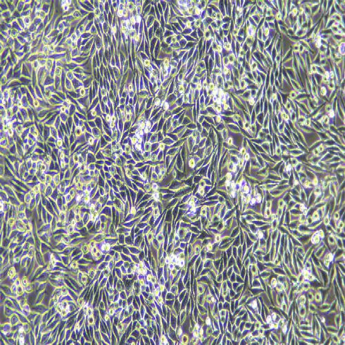L-WRN 小鼠皮下結(jié)締組織細胞