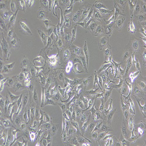 Caki-1 人腎透明細(xì)胞癌皮膚轉(zhuǎn)移細(xì)胞