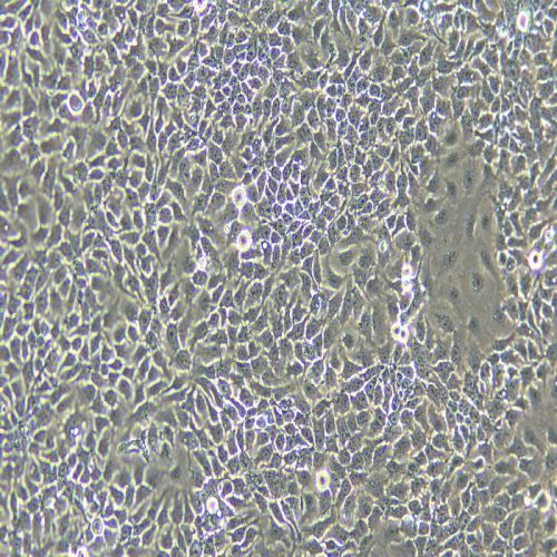 NCI-H292 人肺癌細胞(淋巴結轉移)