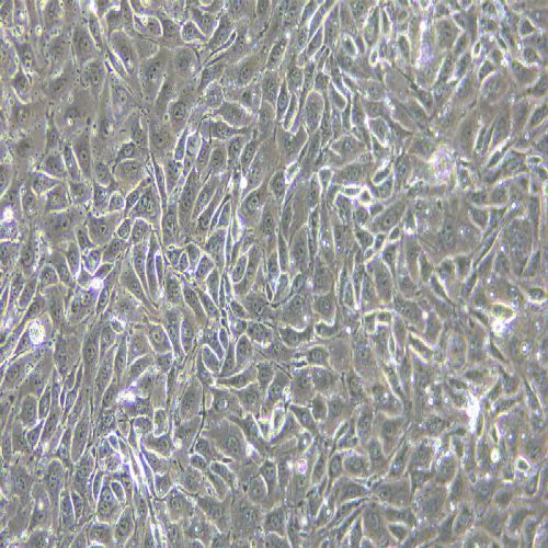 3D4/21 豬肺泡巨噬細(xì)胞