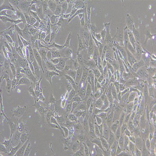 3D4/21 豬肺泡巨噬細(xì)胞