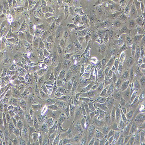 3D4/21 豬肺泡巨噬細(xì)胞