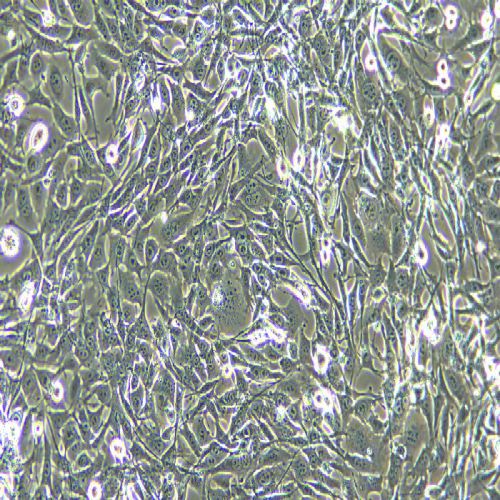 TC-1小鼠肺上皮細(xì)胞過(guò)表達(dá)穩(wěn)轉(zhuǎn)株(TC-1-RBD)