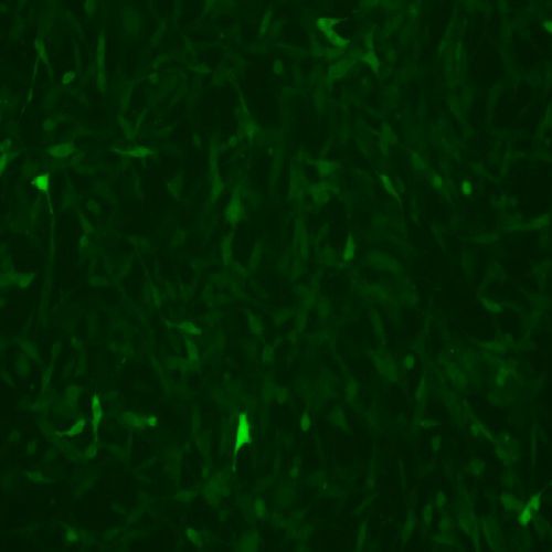 TC-1小鼠肺上皮細(xì)胞過(guò)表達(dá)穩(wěn)轉(zhuǎn)株(TC-1-RBD)