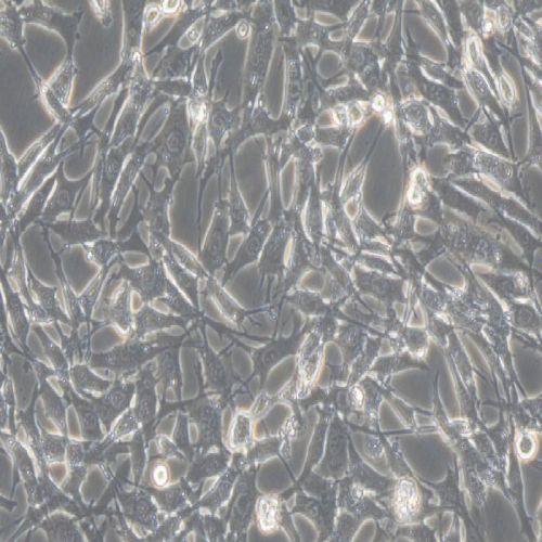 TC-1小鼠肺上皮細(xì)胞過(guò)表達(dá)穩(wěn)轉(zhuǎn)株(TC-1-RBD)