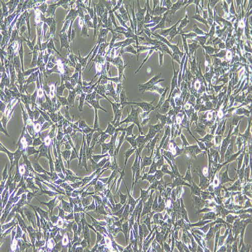 TCMK-1 小鼠腎小管上皮細(xì)胞