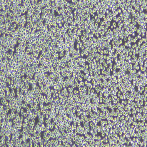 MOLM-13急性髓細胞樣白血病細胞