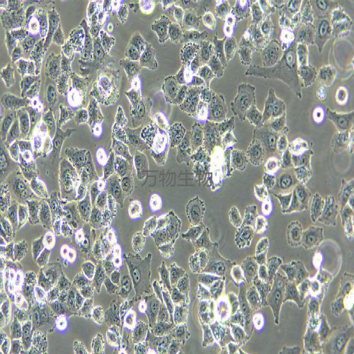 MFE-296人子宮內(nèi)膜癌細(xì)胞