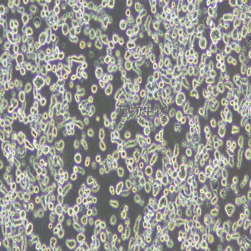 LP-1人多發(fā)性骨髓瘤細(xì)胞