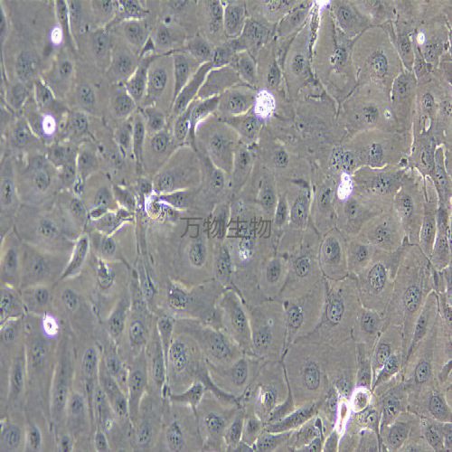 NCI-H3255 人肺癌細(xì)胞