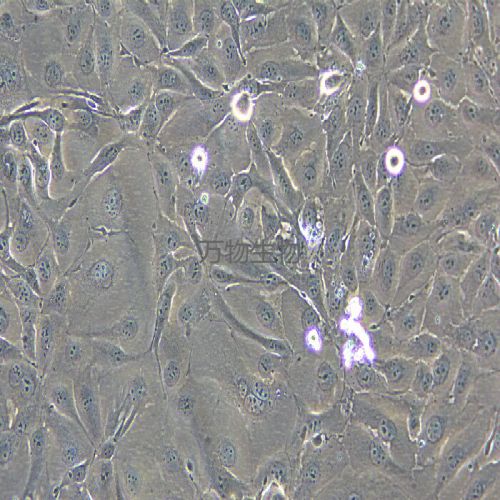 NCI-H3255 人肺癌細(xì)胞