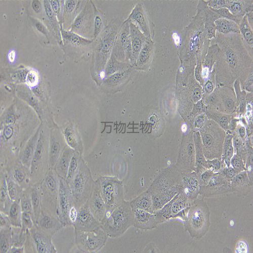 NCI-H3255 人肺癌細(xì)胞