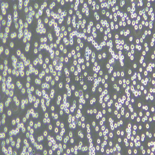 MV-4-11 人髓性單核細胞白血病細胞