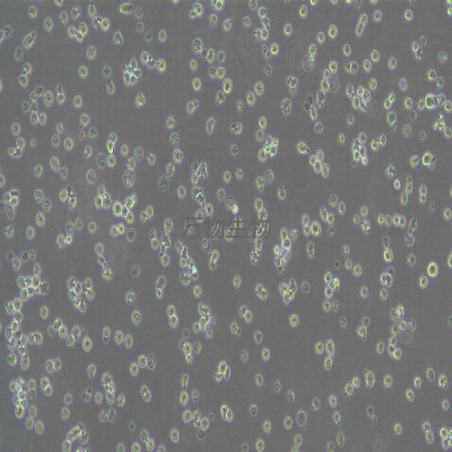 C1498小鼠急性骨髓性白血病細(xì)胞