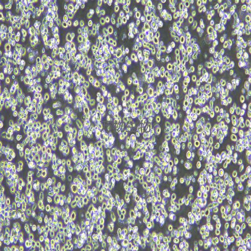 C1498小鼠急性骨髓性白血病細(xì)胞