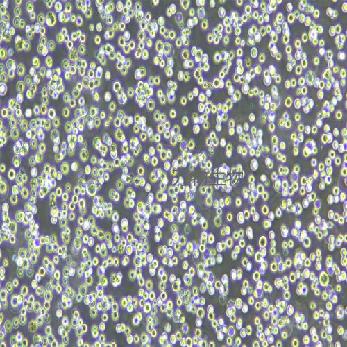 NCI-H716 人結(jié)直腸腺癌細胞