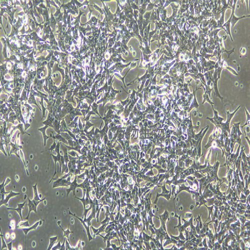 RIN-14B大鼠胰島素瘤細(xì)胞