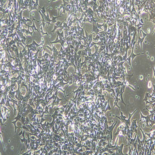 RIN-14B大鼠胰島素瘤細(xì)胞