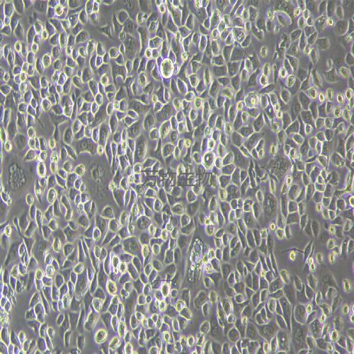 SNU-601人胃癌細(xì)胞