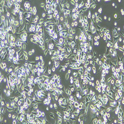 SNU-601人胃癌細(xì)胞