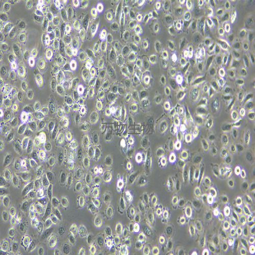 VK2/E6E7 人子宮內(nèi)膜異位癥陰道粘膜上皮細胞