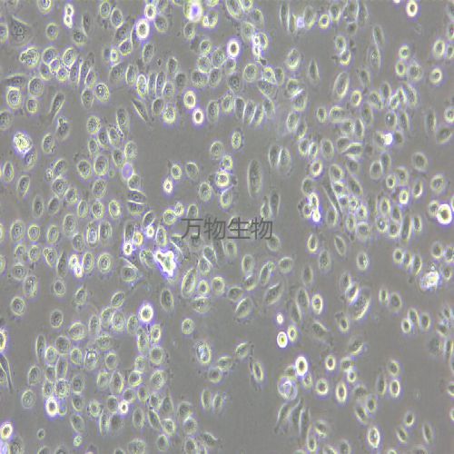 VK2/E6E7 人子宮內(nèi)膜異位癥陰道粘膜上皮細胞