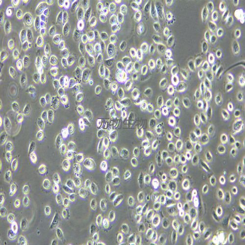 VK2/E6E7 人子宮內(nèi)膜異位癥陰道粘膜上皮細胞