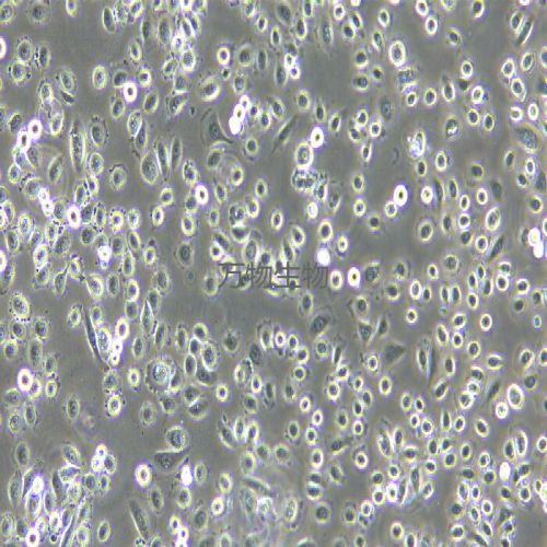 VK2/E6E7 人子宮內(nèi)膜異位癥陰道粘膜上皮細胞