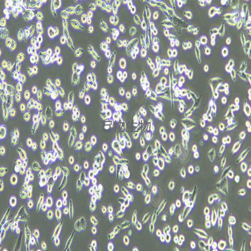 LLC 小鼠Lewis肺癌細(xì)胞