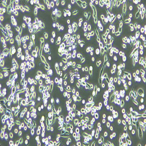 LLC 小鼠Lewis肺癌細(xì)胞