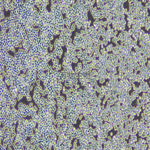 RAW 264.7 小鼠單核巨噬細胞白血病細胞