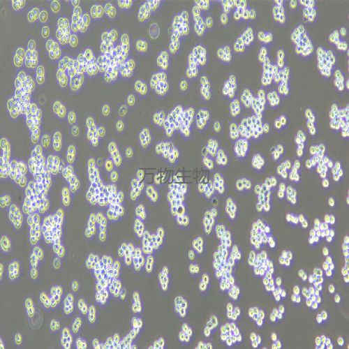 RAW 264.7 小鼠單核巨噬細胞白血病細胞