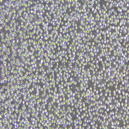 KG-1 人急性骨髓性白血病細胞