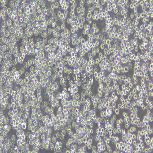 THP-1 人單核細(xì)胞白血病細(xì)胞