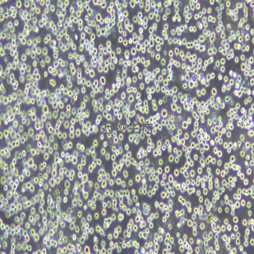 THP-1 人單核細(xì)胞白血病細(xì)胞