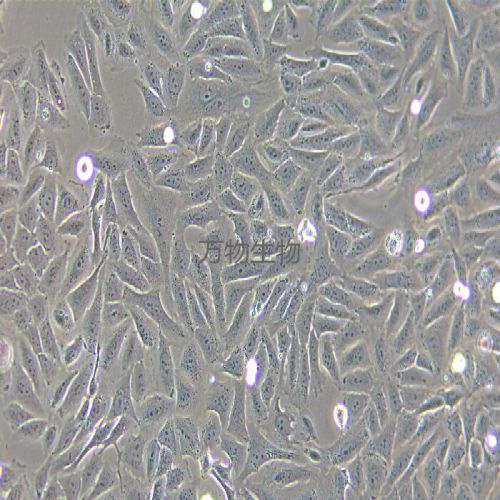 HOS 人骨肉瘤細(xì)胞