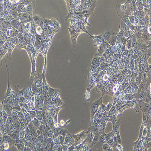 HCC827 人非小細(xì)胞肺癌細(xì)胞